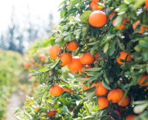 Confiture d'oranges et informations prévention